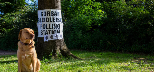 Ci yn eistedd o flaen coeden. Mae gan y goeden arwydd 'Gorsaf Bleidleisio / Polling Station' arni.