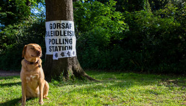 Ci yn eistedd o flaen coeden. Mae gan y goeden arwydd 'Gorsaf Bleidleisio / Polling Station' arni.