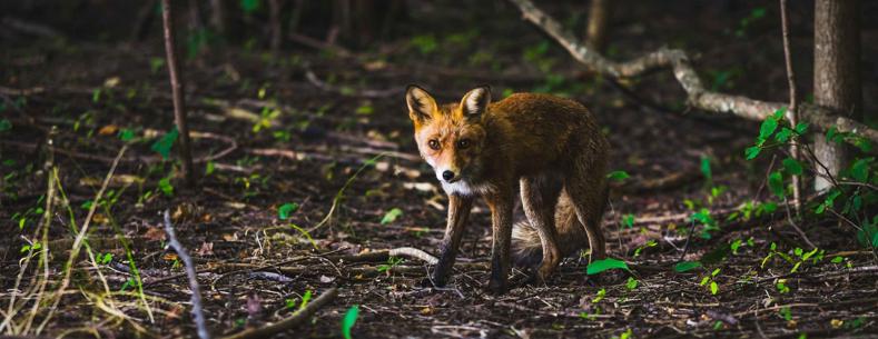 Llwynog yn sefyll mewn coetir yn edrych tuag at y camera gyda'r haul yn tywynnu ar ei wyneb. Mae dail gwyrdd yn dod allan o'r ddaear o amgylch y llwynog.