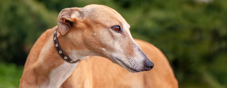 Llun o filgi yn rasio ar drac.