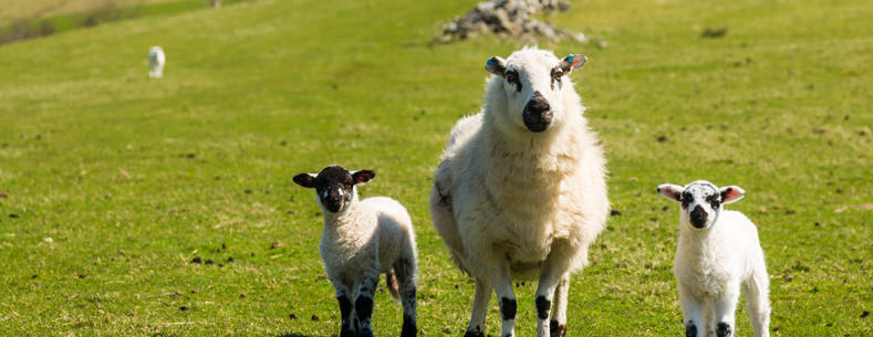 Cae gyda mamog a dau oen