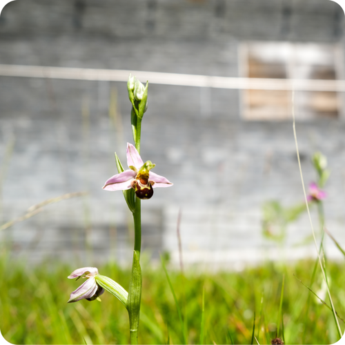 Close up of a bee orchid flower growing outside the Senedd
