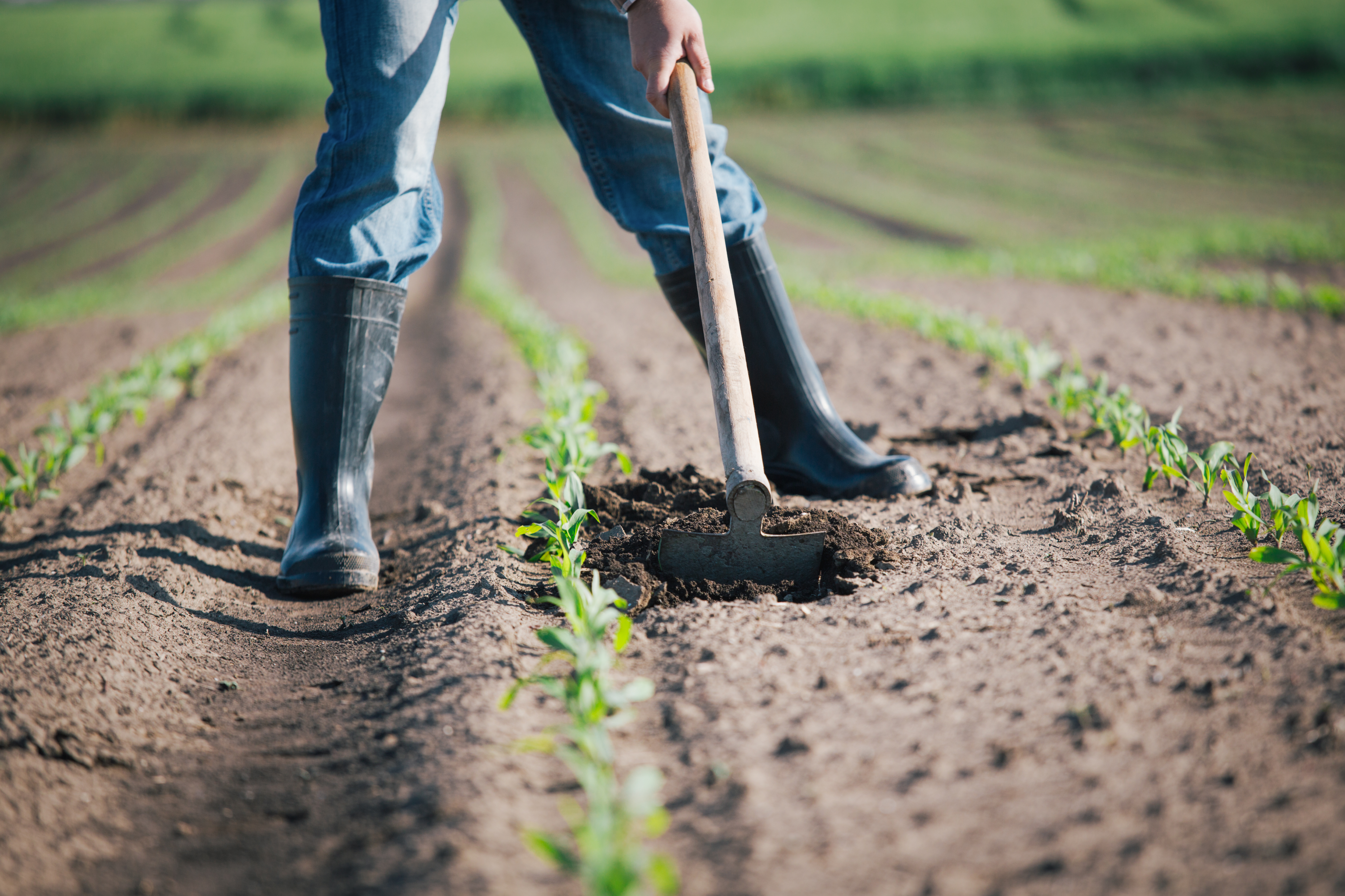 A person wearing rubber boots uses a hoe to cultivate soil between rows of young green crops in a field.